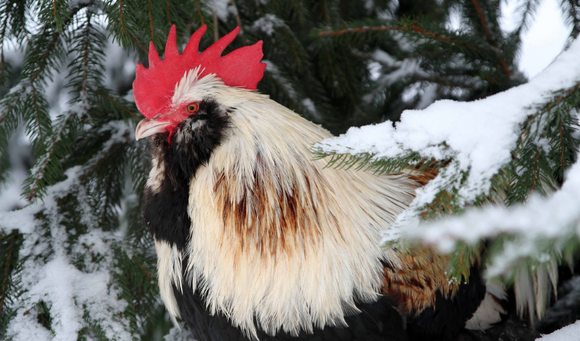 Caring for Backyard Chickens in Winter