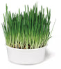 SmartyKat Sweet Greens™ Organic Oat Cat Grass Grow Kit