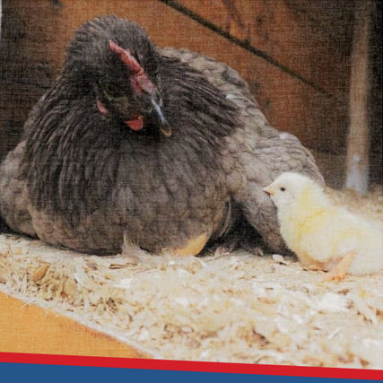Poultry Feed & Supplies
