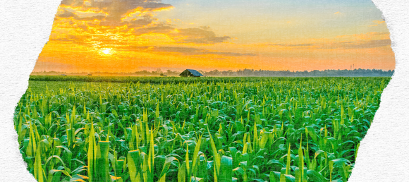 A corn field at sunset. Store Events. Don't miss the fun at Oley Valley Feed! 