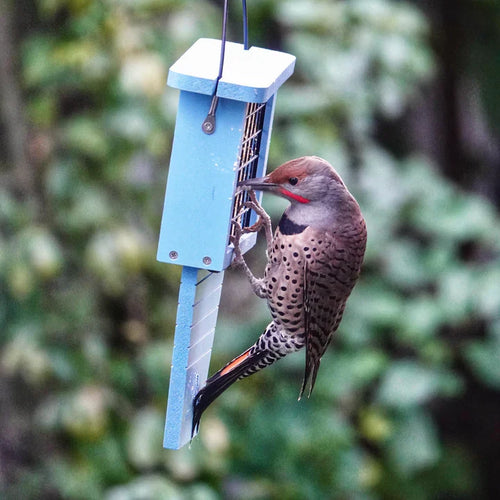 Nature's Way Suet Station Recycled Plastic Tail-prop Bird Feeder