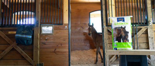 Triple Crown Growth Textured Horse Feed