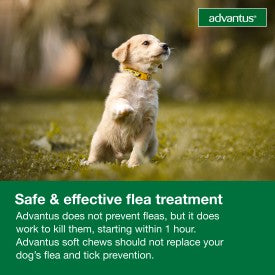 Advantus Dog Advantus Chewable Flea Treatment for Dogs