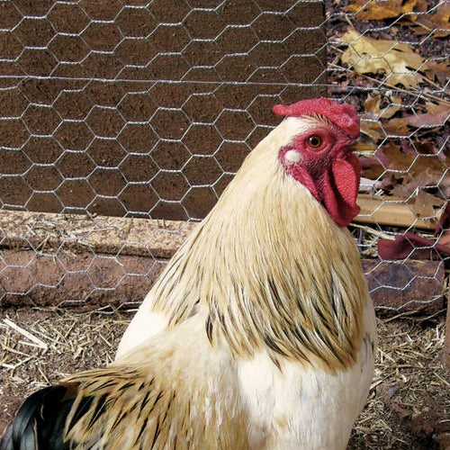 Deacero Poultry Netting Galvanized (2