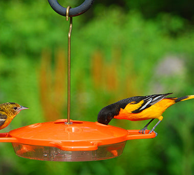 Aspects Oriole Feeder