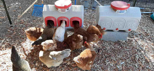 OverEZ Chicken Feeder