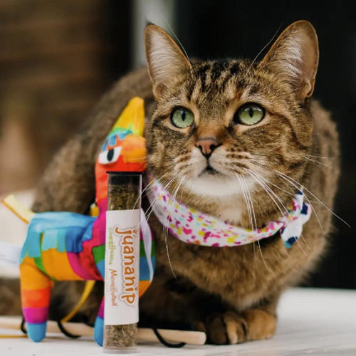 Meowijuana Get Smashed Refillable Llama Piñata Catnip Cat Toy