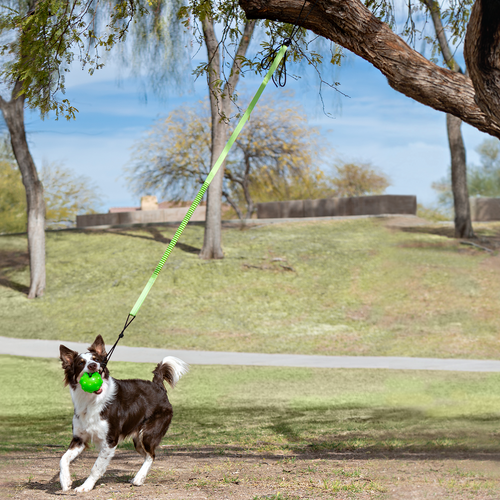 Jolly Pets Tree Tugger Bungee