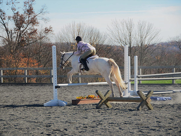 equine nutrition expertise